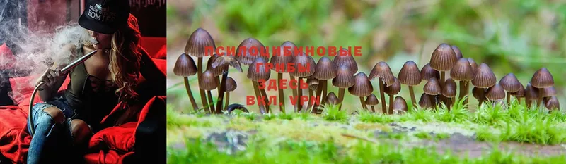 купить наркотики сайты  Ахтубинск  Псилоцибиновые грибы Psilocybine cubensis 