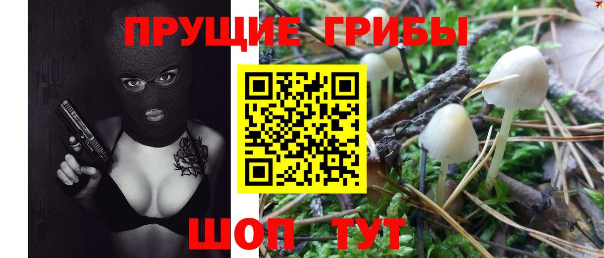 Псилоцибиновые грибы Psilocybe Ахтубинск